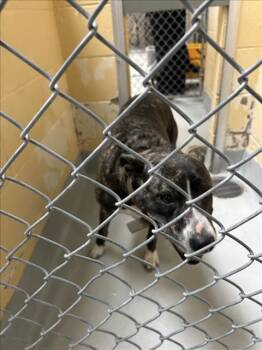 Pit Bull Terrier and Mixed Breed Dogs Available for Adoption in Tulsa, Oklahoma - THING 2 | PetCurious