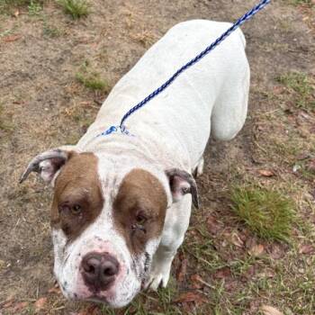 American Bulldog and Mixed Breed Dogs Available for Adoption in Pensacola, Florida - LILLY BELL | PetCurious