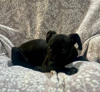 Labrador Retriever Dogs Available for Adoption in Sterling, Massachusetts - Cricket 3 Months Ava 5/13 | PetCurious