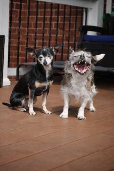 Wirehaired Terrier and Chihuahua Dogs Available for Adoption - MOCHI & CRICKET (bonded Pair) | PetCurious