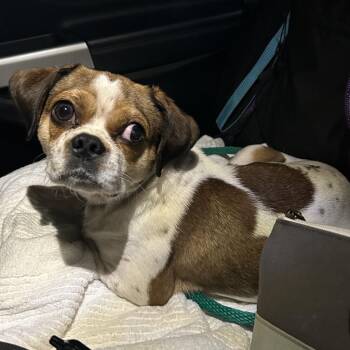 Pug and Beagle Dogs Available for Adoption - Texas | PetCurious