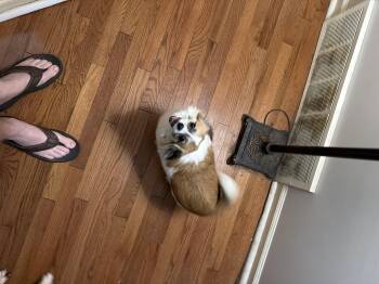 Buddy Boy -  Chihuahua and Papillon Dog for Adoption in Memphis, Tennessee - Buddy Boy | PetCurious