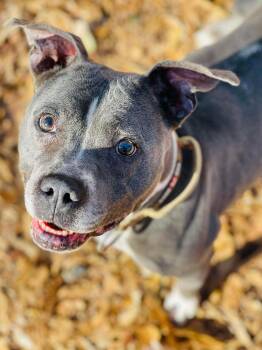Pit Bull Terrier Dogs Available for Adoption in Social Circle, Georgia - Jelly Bean | PetCurious