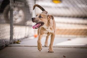 Starry -  Pit Bull Terrier and Shepherd Dog for Adoption in Twentynine Palms, California - Starry | PetCurious