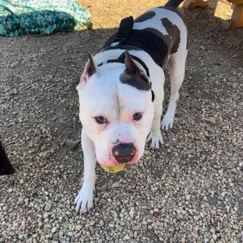 Pit Bull Terrier Dogs Available for Adoption in Philadelphia, Pennsylvania - Ghost | PetCurious