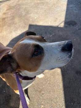 Terrier and Mixed Breed Dogs Available for Adoption - Tiko | PetCurious