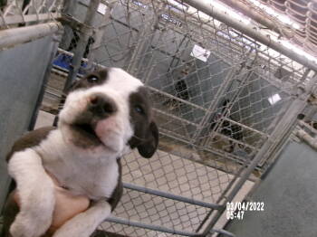 Rescue American Staffordshire Terrier Dogs for Adoption in Clovis, New Mexico - 86008 | PetCurious