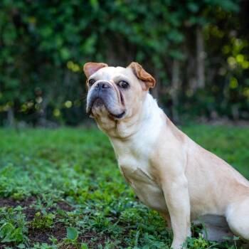 Wally -  French Bulldog and Mixed Breed Dog for Adoption in Gainesville, Georgia - Wally | PetCurious