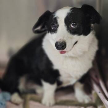Possum -  Corgi Dog for Adoption in Springfield, Missouri - Possum | PetCurious