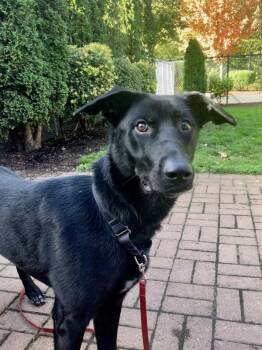 Jayda -  Shepherd Dog for Adoption in Vancouver, Washington - Jayda | PetCurious