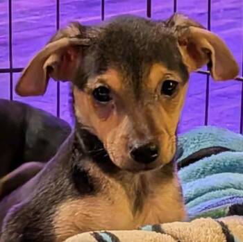 Alani -  Rat Terrier and Chihuahua Dog for Adoption in Vancouver, Washington - Alani | PetCurious