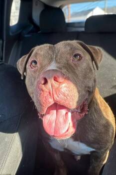 Clee -  Mixed Breed Dog for Adoption in Miamitown, Ohio - Clee | PetCurious