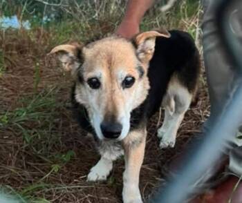 Tina -  Pembroke Welsh Corgi and German Shepherd Dog Dog for Adoption in Savannah, Georgia - Tina | PetCurious