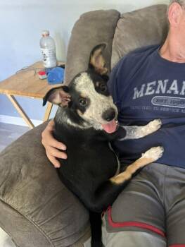 Australian Shepherd and Australian Cattle Dog Blue Heeler Dogs Available for Adoption in West Peoria, Illinois - Teebo | PetCurious