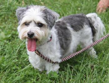Bucky (Neutered) (Special Dietary Needs) -  Shih Tzu Dog for Adoption in Marietta, Ohio - Bucky (Neutered) (Special Dietary Needs) | PetCurious