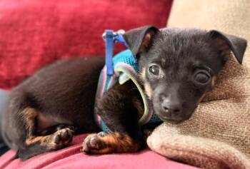 Chihuahua Dogs Available for Adoption - Nugget | PetCurious