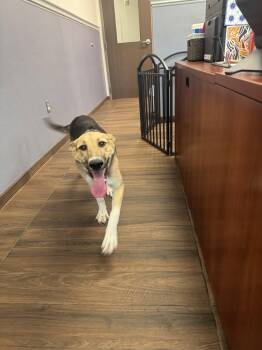 German Shepherd Dog Dogs Available for Adoption in Hilton Head Island, South Carolina - Birthday Cake | PetCurious