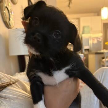 Delilah -  Shih Tzu and Chihuahua Dog for Adoption in Beaumont, Texas - Delilah | PetCurious