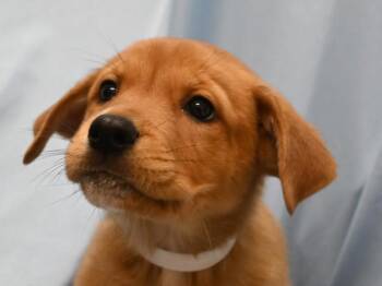 Rottweiler and Shepherd Dogs Available for Adoption - Valentine | PetCurious