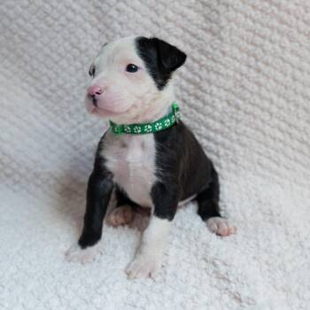 Black Labrador Retriever and Rottweiler Dogs Available for Adoption in Fulton, Missouri - Bogey | PetCurious