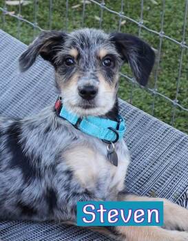 Steven -  Aussiedoodle Dog for Adoption in Southlake, Texas - Steven | PetCurious