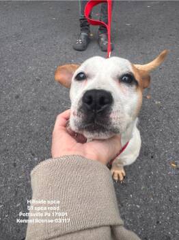 Small Fry -  Affenpinscher Dog for Adoption in Pottsville, Pennsylvania - Small Fry | PetCurious