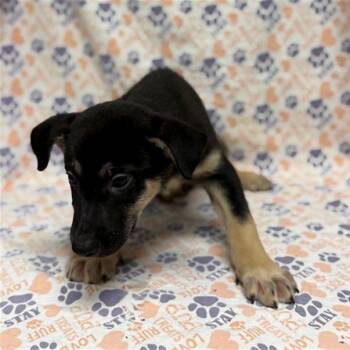 Yankee -  German Shepherd Dog Dog for Adoption in Mount Carroll, Illinois - Yankee | PetCurious