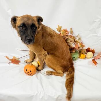 1119 (2026) Maxwell -  German Shepherd Dog and Mixed Breed Dog for Adoption in Parker, Colorado - 1119 (2026) Maxwell | PetCurious