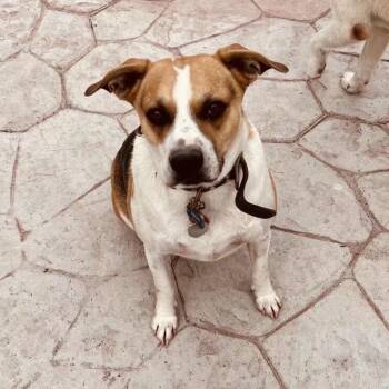 Rescue Hound Dogs for Adoption in Harlingen, Texas - Lolo | PetCurious