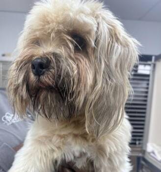 Chase -  Mixed Breed Dog for Adoption in West Chester, Pennsylvania - Chase | PetCurious