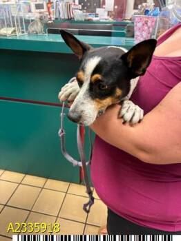 VELCRO -  Mixed Breed Dog for Adoption in West Palm Beach, Florida - VELCRO | PetCurious