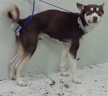 Husky and Mixed Breed Dogs Available for Adoption - TYSON | PetCurious