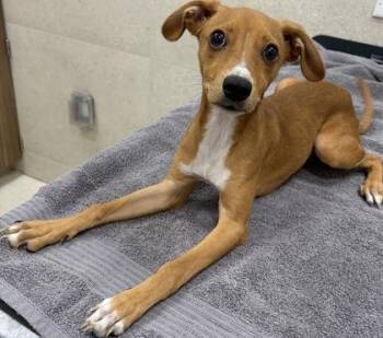 Hooper -  Terrier and Mixed Breed Dog for Adoption in Honolulu, Hawaii - Hooper | PetCurious