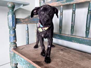 Rescue Black Labrador Retriever Dogs for Adoption in San Antonio, Texas - Sundae | PetCurious