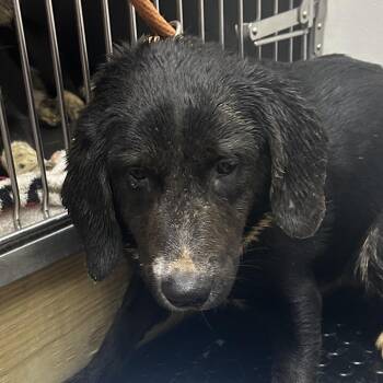 Beagle and Labrador Retriever Dogs Available for Adoption - Jax | PetCurious