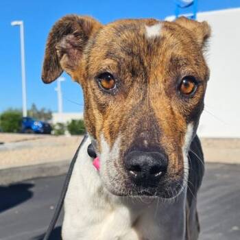 Cattle Dog and Mixed Breed Dogs Available for Adoption - Mocha | PetCurious
