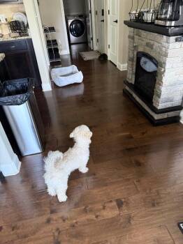 Shih Tzu Dogs Available for Adoption in Athens, Alabama - LUCKY | PetCurious