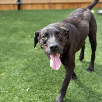 Green Lantern -  Labrador Retriever Dog for Adoption in Naperville, Illinois - Green Lantern | PetCurious