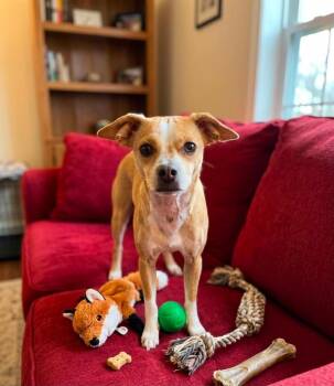 Gigi -  Chihuahua and Mixed Breed Dog for Adoption in St. Augustine, Florida - Gigi | PetCurious