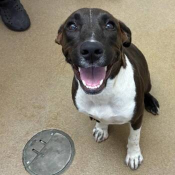 Latte GCH -  Hound and Labrador Retriever Dog for Adoption in Rockaway, New Jersey - Latte GCH | PetCurious