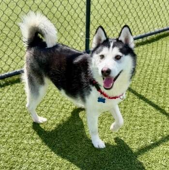 Siberian Husky Dogs Available for Adoption in Columbia, Illinois - Yukon | PetCurious