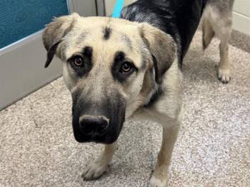 BINGO -  German Shepherd Dog and Great Pyrenees Dog for Adoption in Pueblo, Colorado - BINGO | PetCurious