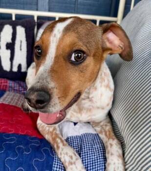 Pointer and Dalmatian Dogs Available for Adoption in Washington, District Of Columbia - Pup Freckles | PetCurious