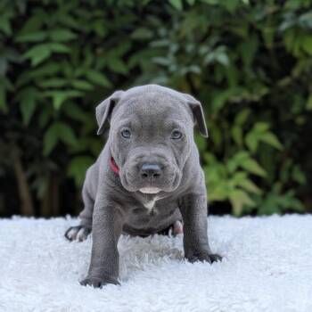 Pit Bull Terrier and Mixed Breed Dogs Available for Adoption in Tyrone, Georgia - Kookaburra 03-1017 | PetCurious