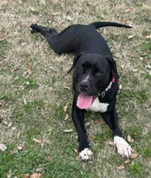 Pit Bull Terrier and Mixed Breed Dogs Available for Adoption in Texas City, Texas - MINI QUEENIE | PetCurious