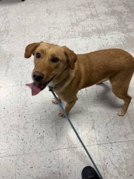 Rescue Labrador Retriever Dogs for Adoption in Salt Lake City, Utah - *Paxon* | PetCurious