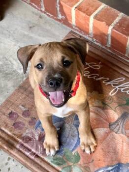 BOOMER -  Hound Dog for Adoption in Fosters, Alabama - BOOMER | PetCurious