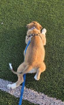 26-082 Rosie -  Anatolian Shepherd and Great Pyrenees Dog for Adoption in Richardson, Texas - 26-082 Rosie | PetCurious