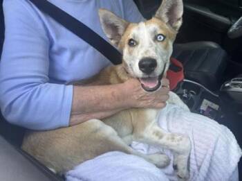 Kiito -  Cattle Dog and Siberian Husky Dog for Adoption in Gainesville, Florida - Kiito | PetCurious