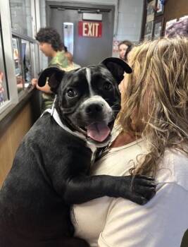 NOODLE -  American Bulldog and Boston Terrier Dog for Adoption in Stockton, California - NOODLE | PetCurious